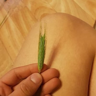 Hordeum pusillum — flower