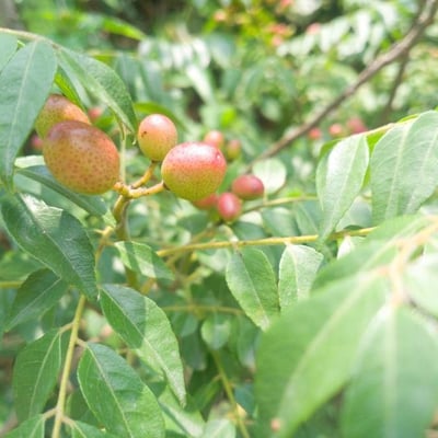 Murraya koenigii — flower