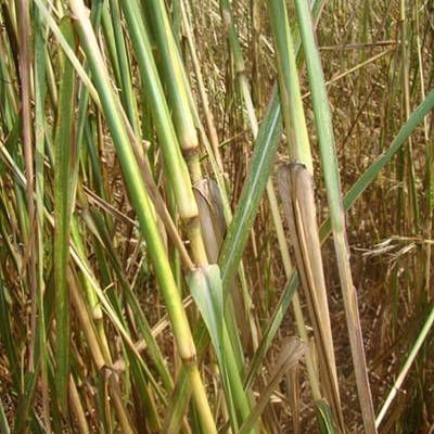 Hyparrhenia rufa — habit