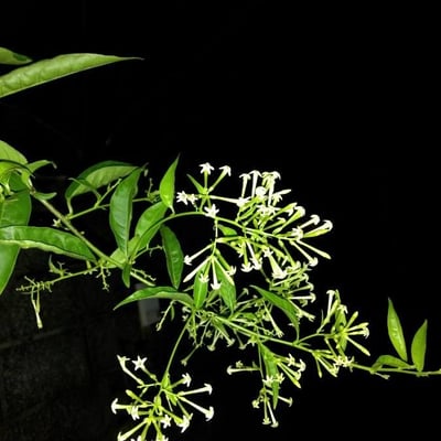 Cestrum nocturnum — flower