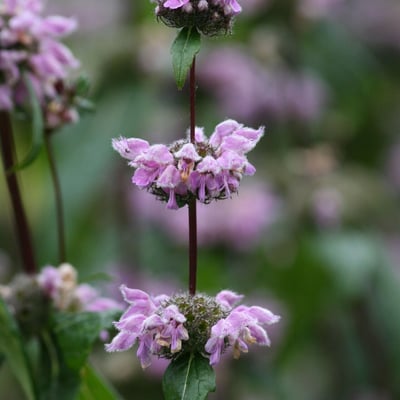 Phlomoides tuberosa — flower