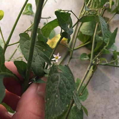 Solanum nigrescens — flower