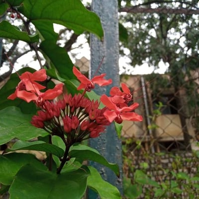 Clerodendrum splendens — flower