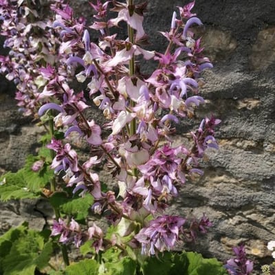 Salvia sclarea — flower