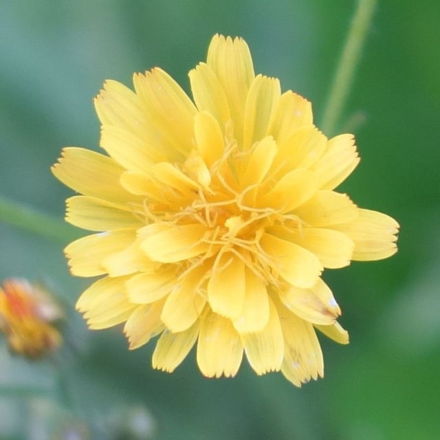 Crepis capillaris — flower