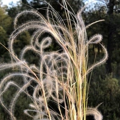 Stipa pennata — flower