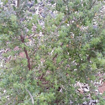 Prostanthera incisa — leaf