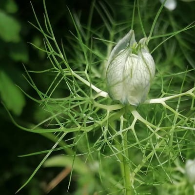 Nigella damascena — flower