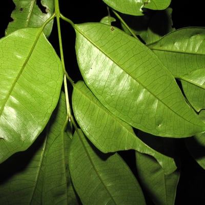 Myrcia amazonica — leaf