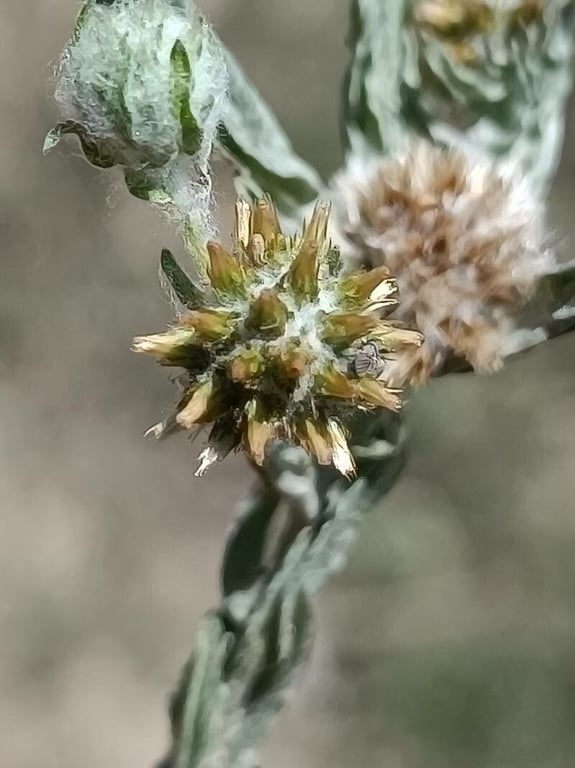 Broad-leaved cudweed