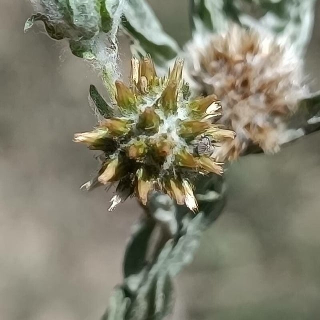 Broad-leaved cudweed