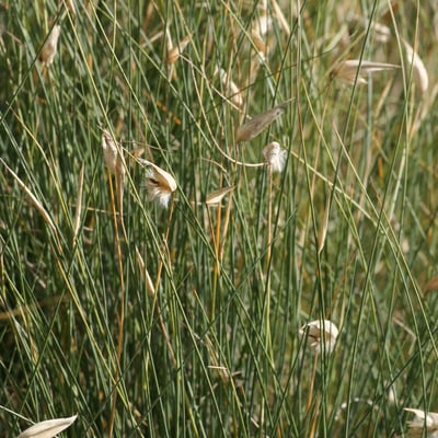 Lygeum spartum — flower