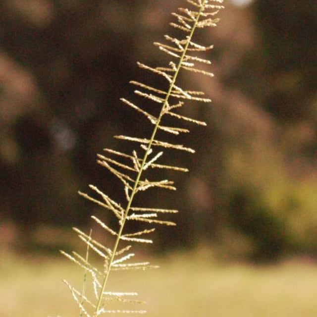 Sporobolus pyramidalis