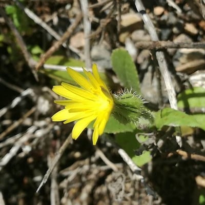 Urospermum picroides — flower