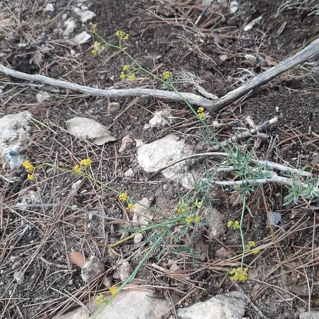 Bupleurum fruticescens — flower