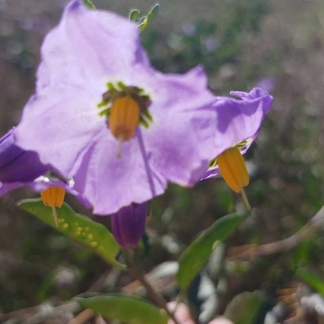 Solanum umbelliferum — flower