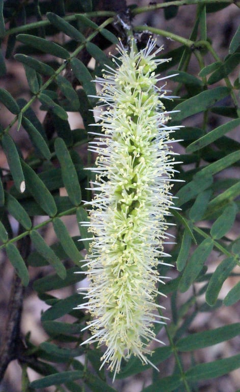 Algarroba-bean