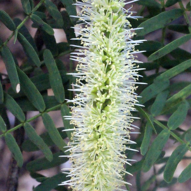 Prosopis juliflora — flower