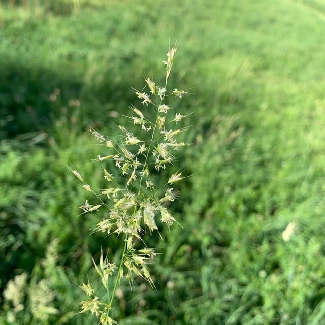 Trisetum flavescens — flower