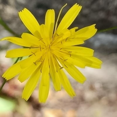 Crepis pulchra — flower