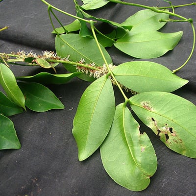 Entada phaseoloides — leaf