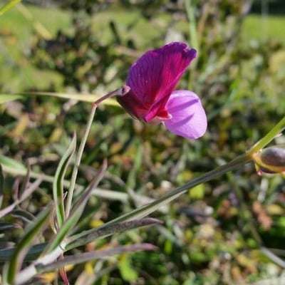 Lathyrus clymenum — flower