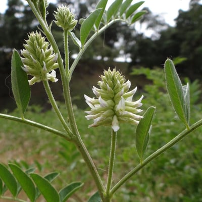 Glycyrrhiza lepidota — flower