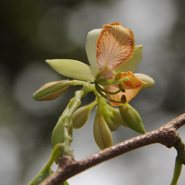 Tamarindus indica — flower