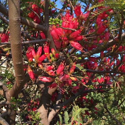Schotia afra — flower