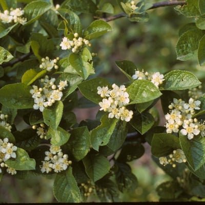 Pourthiaea villosa — flower