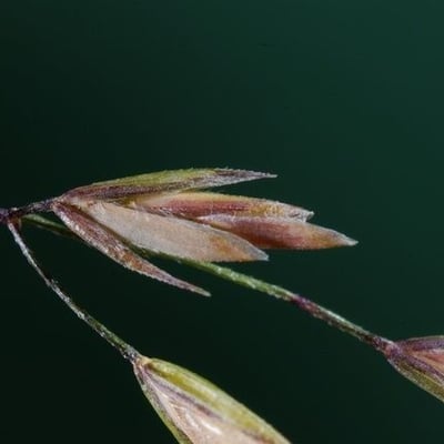 Poa palustris — flower