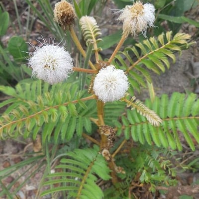 Mimosa pigra — flower