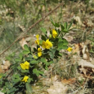Cytisus villosus — flower