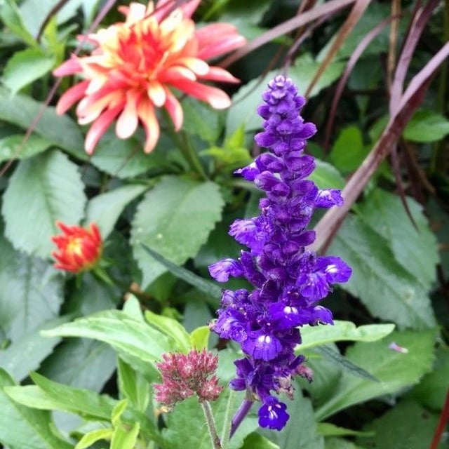 Salvia farinacea — flower