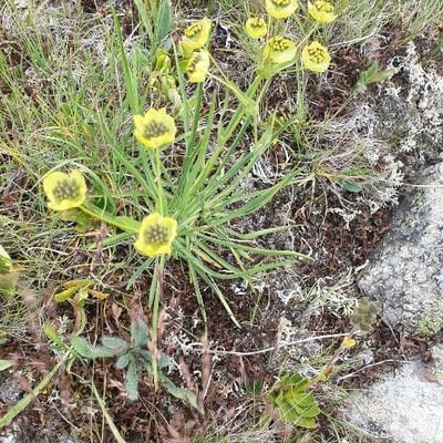 Bupleurum stellatum — flower