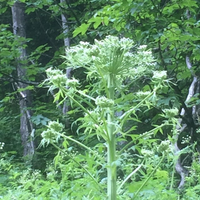 Pleurospermum austriacum — flower