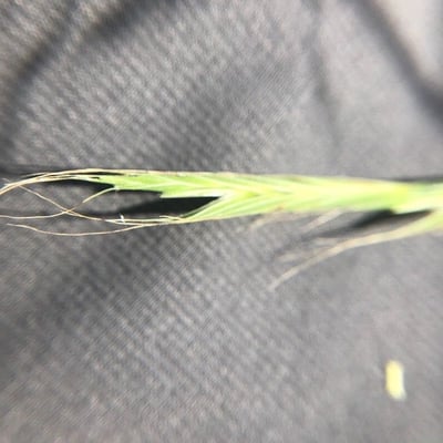 Bromus ramosus — flower