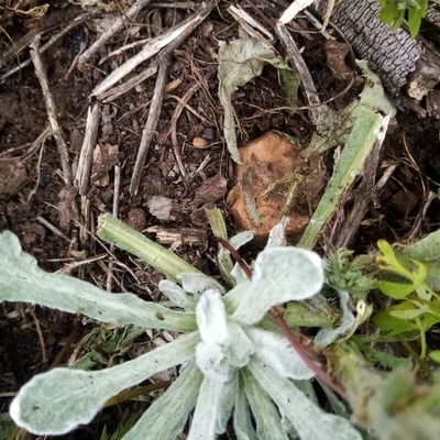 Helichrysum luteoalbum — leaf