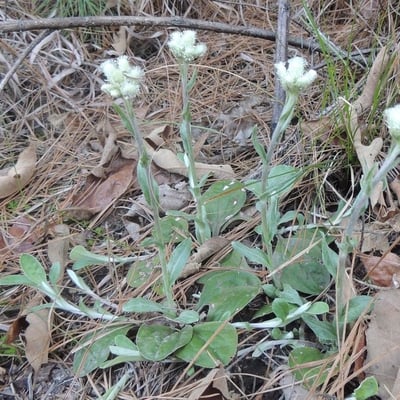 Antennaria parlinii — flower
