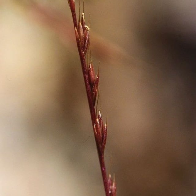 Vulpia unilateralis — flower