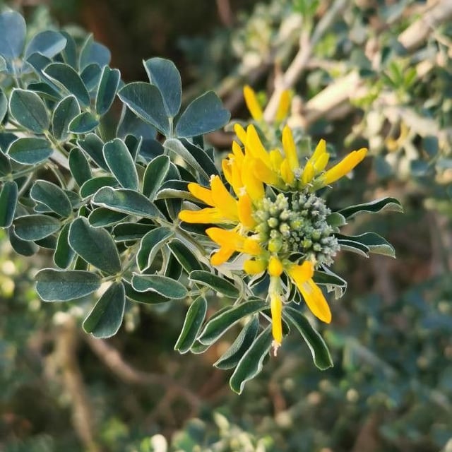 Medicago arborea — flower