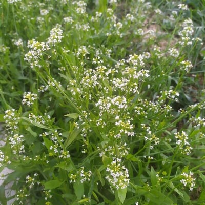 Calepina irregularis — flower