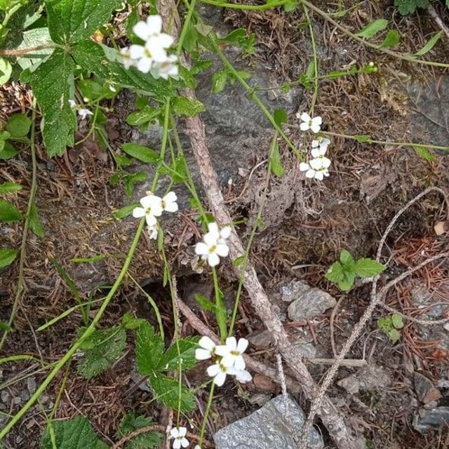 Arabidopsis halleri — flower