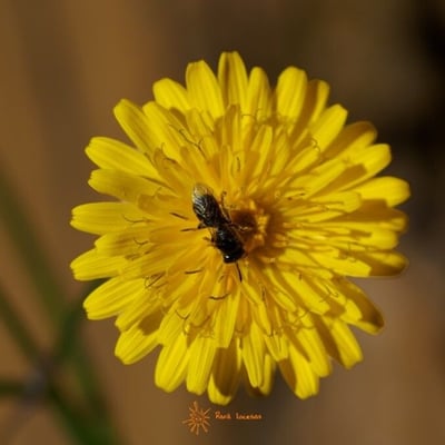 Taraxacum rubicundum — flower