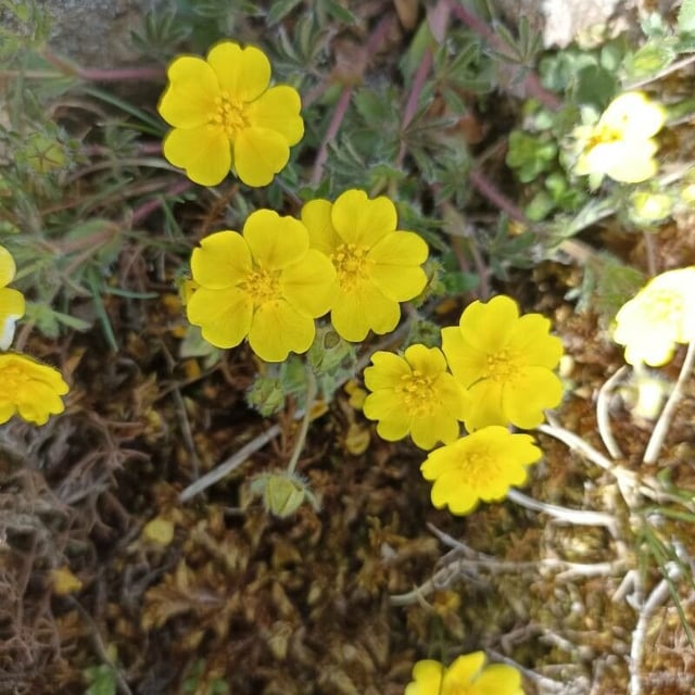 Potentilla hirta — flower