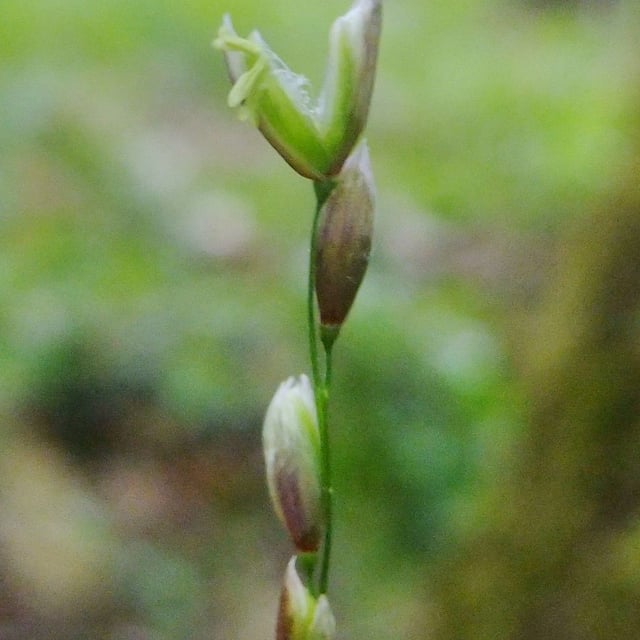 Melica uniflora — flower
