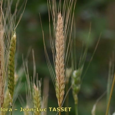 Triticum monococcum — flower