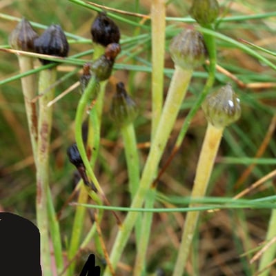 Arnoseris minima — flower