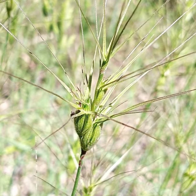Aegilops geniculata — flower