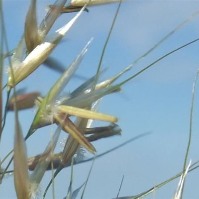 Calamagrostis varia — flower